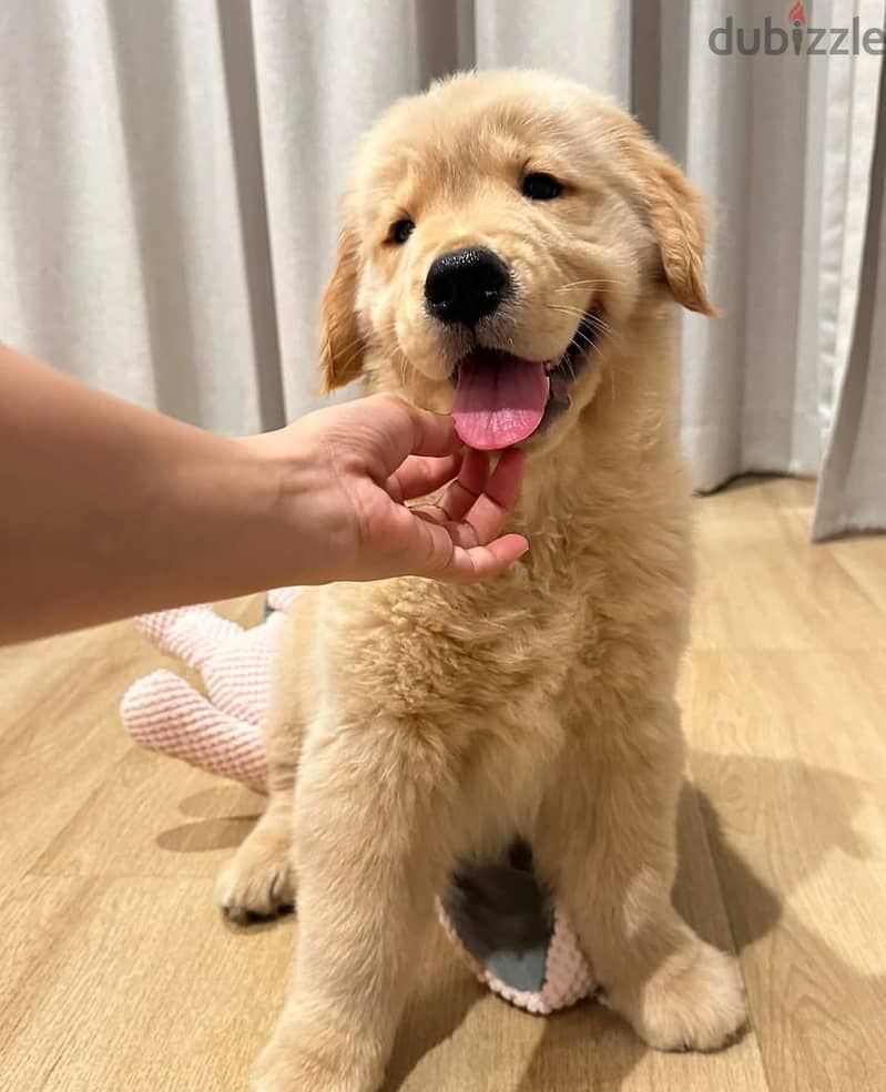 Purebred  Golden retriever 0