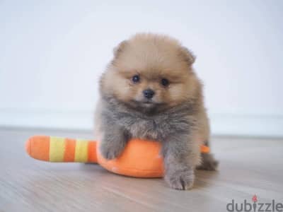 Male Pomeranian for sale