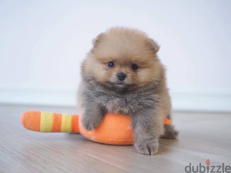 Male Pomeranian for sale 0