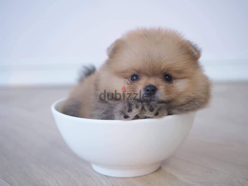 Male Pomeranian for sale 1