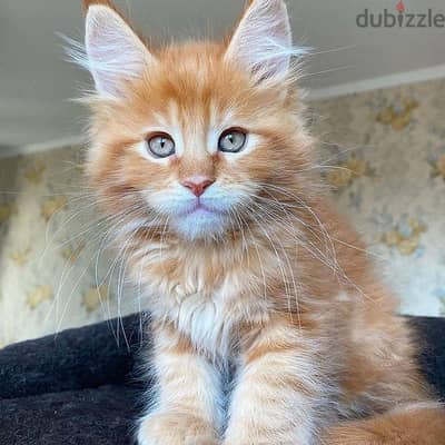 Maine coons// WhatsApp +966568218820