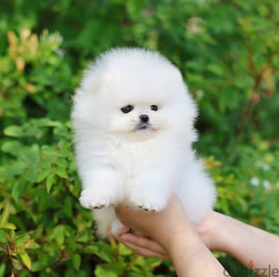 Pomeranian