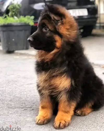 German shepherd// WhatsApp +966568218820