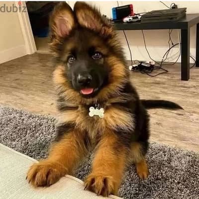 German shepherd// WhatsApp +966568218820