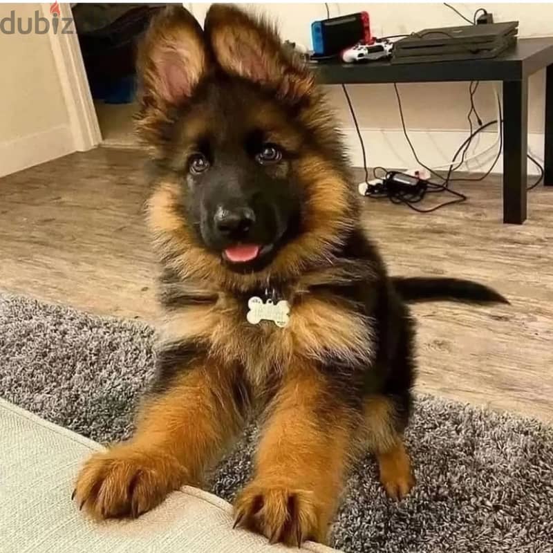 German shepherd// WhatsApp +966568218820 0