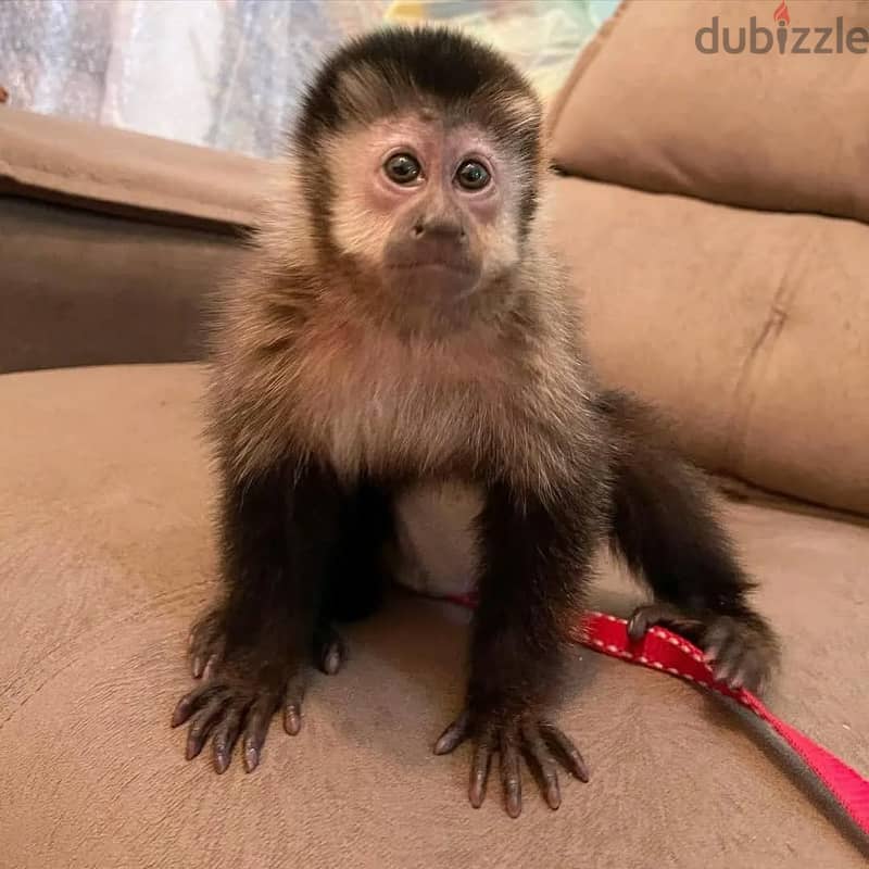 Capuchin monkey// WhatsApp +966568218820 0