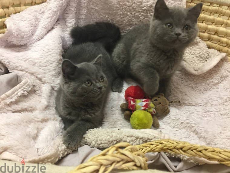 British Shorthair Cats For Adoption 1