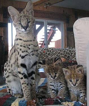 Serval Kittens Available