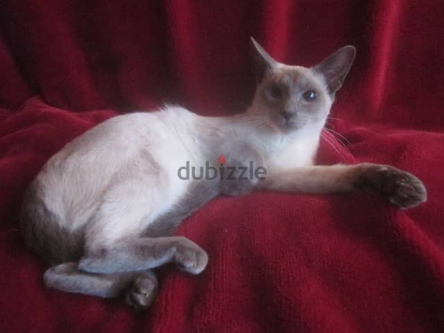 Siamese Kittens For Adoption 1