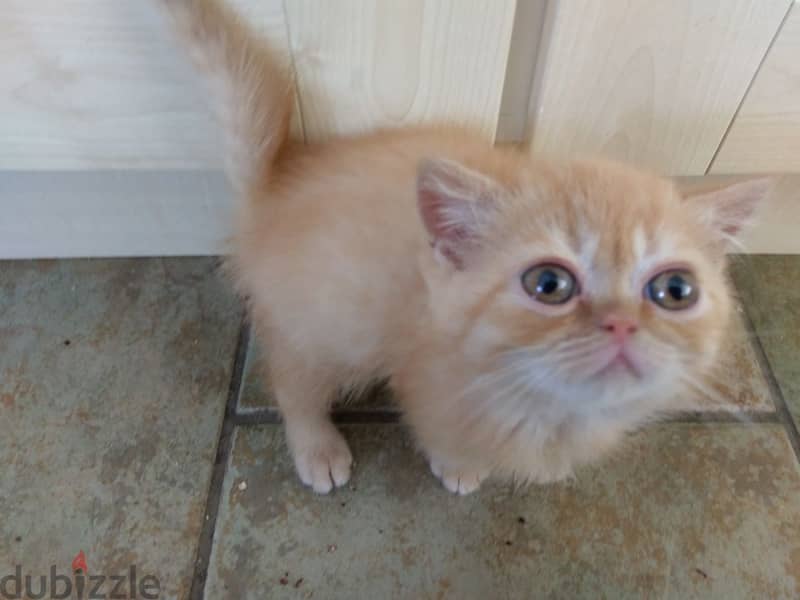 Exotic Shorthair Kittens 0