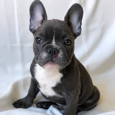 Male French Bulldog for sale