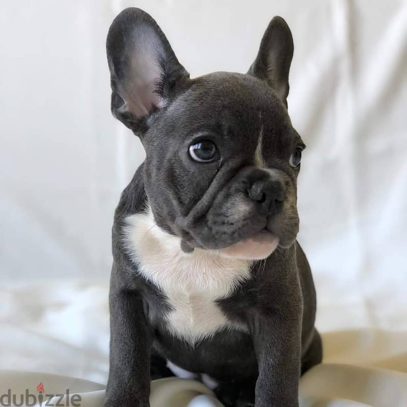 Male French Bulldog for sale 1