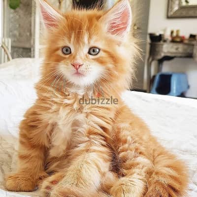 Maine coons// WhatsApp +966568218820