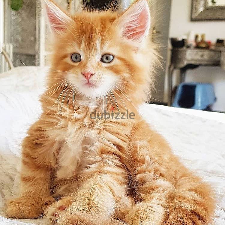 Maine coons// WhatsApp +966568218820 0