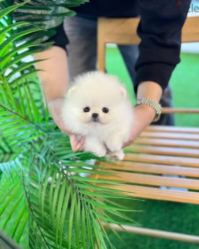 Pomeranian//