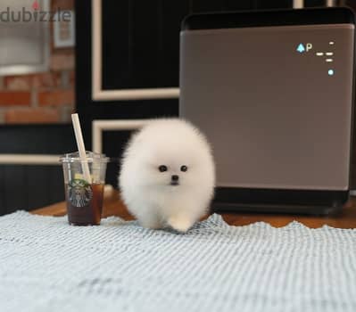 Pomeranian