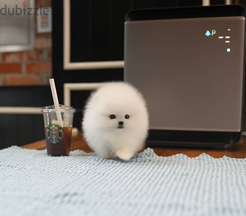 Pomeranian puppies// Whatsapp +971552543679 0