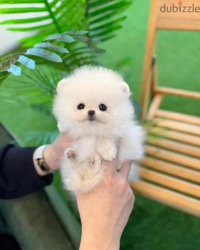 Pomeranian