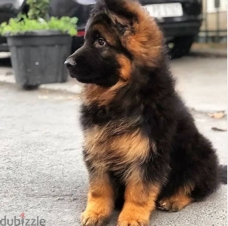 German shepherd// WhatsApp +966568218820 0