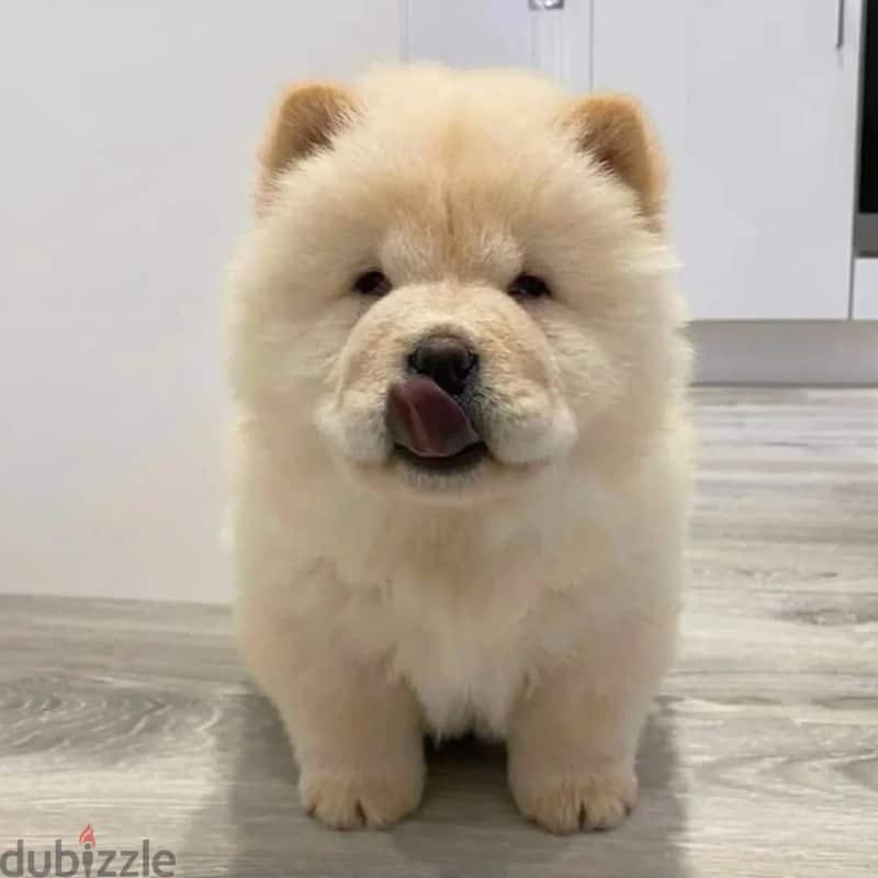 Chow chow puppies// WhatsApp +966568218820 0