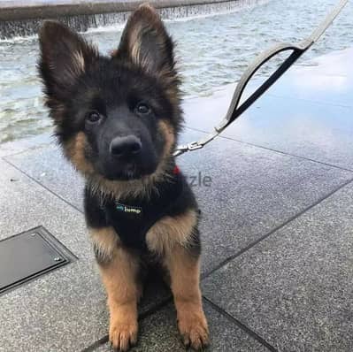 German shepherd// Whatsapp +966568218820