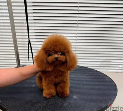 Poodle puppies// Whatsapp +966568218820