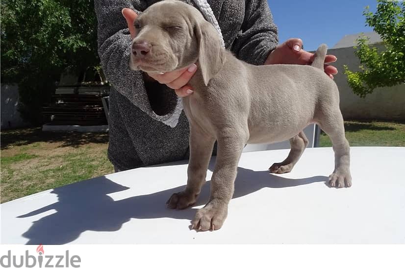 Whatsapp Me +966583921348 Weimaraner Puppies 0