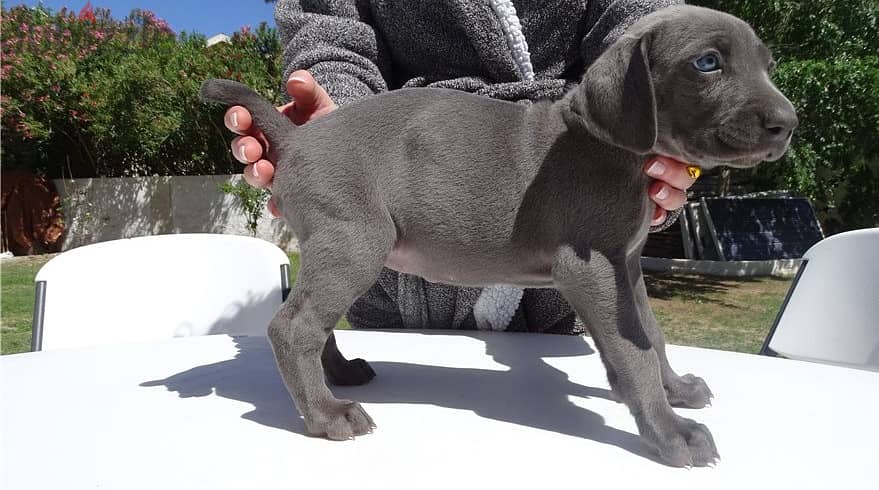 Whatsapp Me +966583921348 Weimaraner Puppies 1