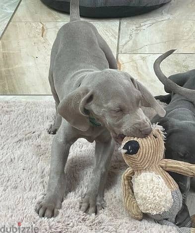 Whatsapp Me +966583921348 Weimaraner Puppies 1