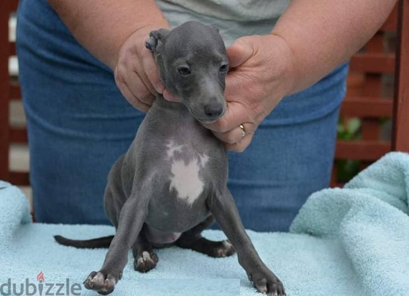 Whatsapp Me +966588993320 Italian Greyhound Puppies 0