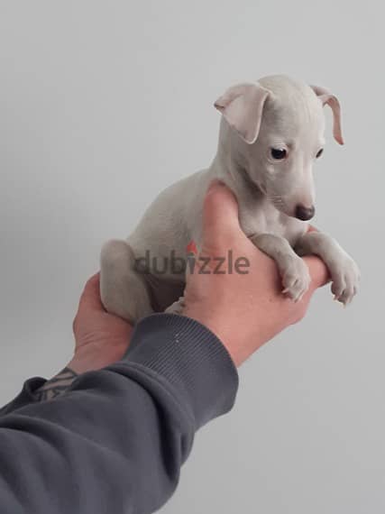 Whatsapp Me +966588993320 Italian Greyhound Puppies 0