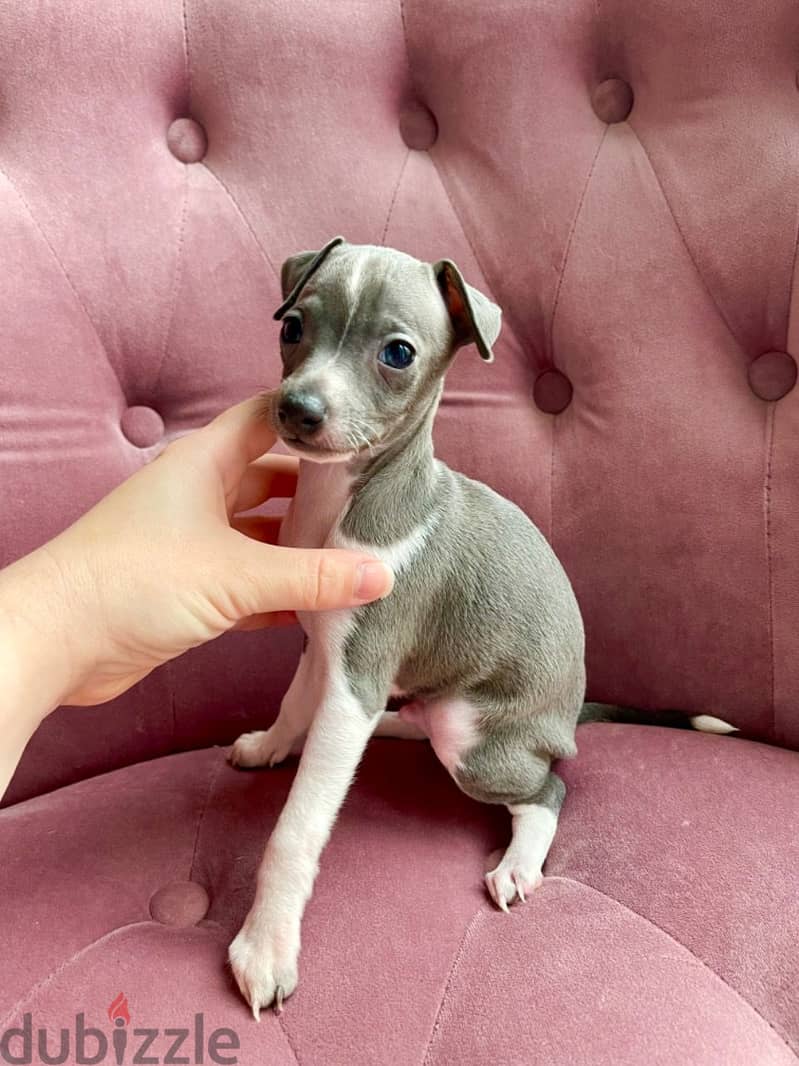 Whatsapp Me +966588993320 Italian Greyhound Puppies 1