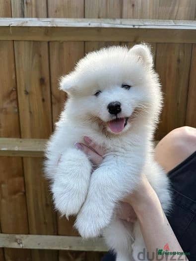 Whatsapp Me +972555074990 Samoyed Puppies 1