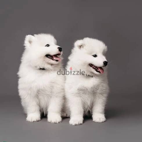 Whatsapp Me +972555074990 Samoyed Puppies 0