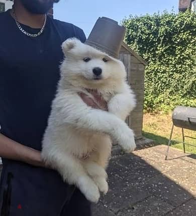 Whatsapp Me +972555074990 Samoyed Puppies 1