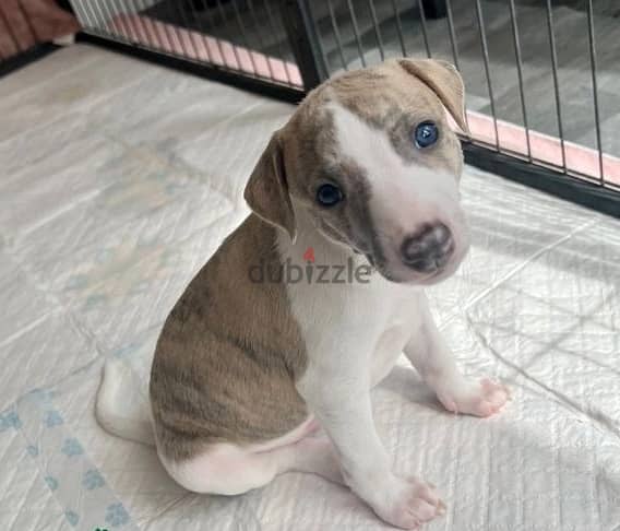 Whatsapp Me +966583921348 Whippet Puppies 0