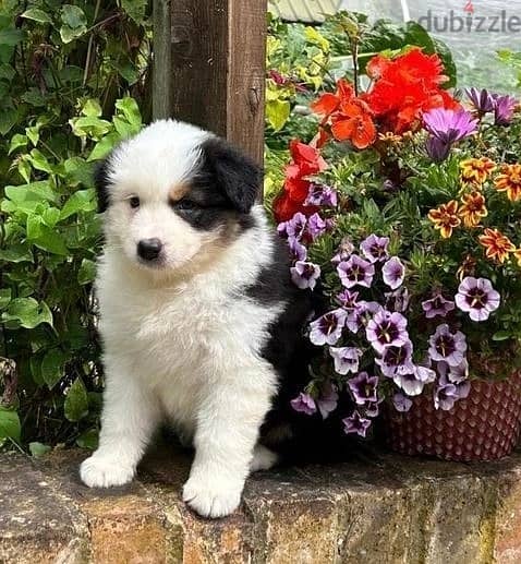 Whatsapp Me +966588993320 Australian Shepherd Puppies 1