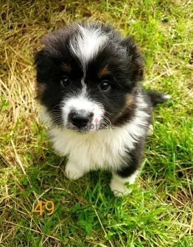 Whatsapp Me +966588993320 Australian Shepherd Puppies 1