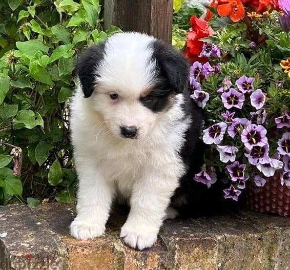 Whatsapp Me +966588993320 Australian Shepherd Puppies 0