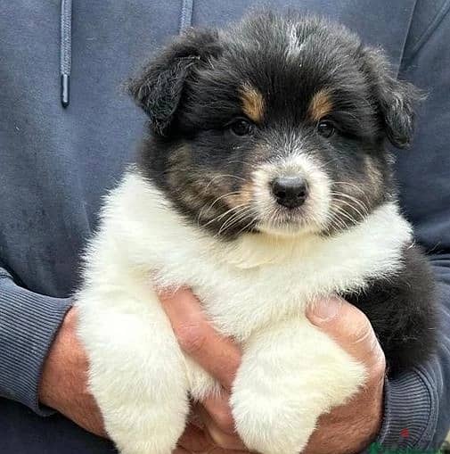 Whatsapp Me +966588993320 Australian Shepherd Puppies 0