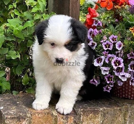 Whatsapp Me +966588993320 Australian Shepherd Puppies 1