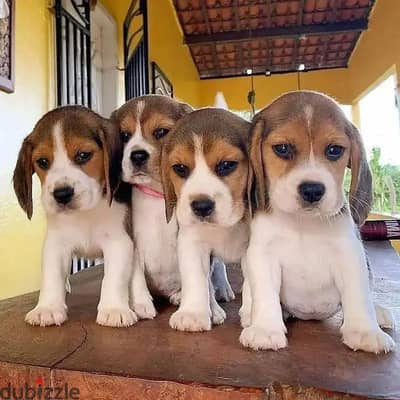 Beagle