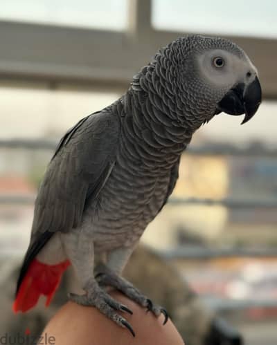 African grey parrot// WhatsApp +966568218820