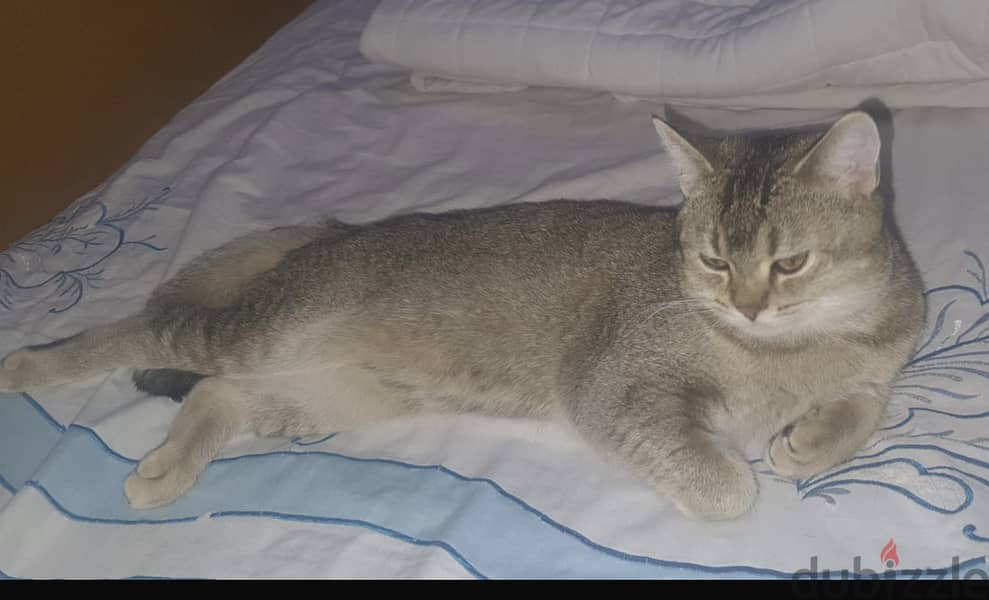 British Shorthair 0