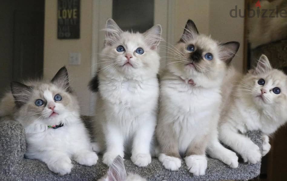 Whatsapp Me +966588993320 Ragdoll Cats 0