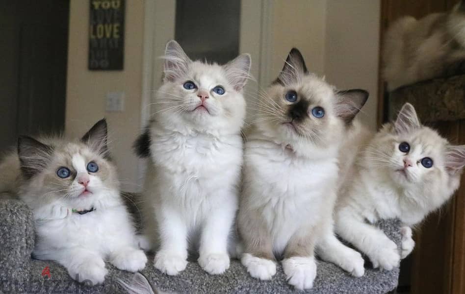 Whatsapp Me +966588993320 Ragdoll Cats 1