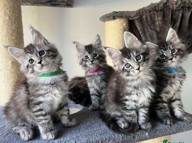 Whatsapp Me +972555074990 Maine Coon Cats 1