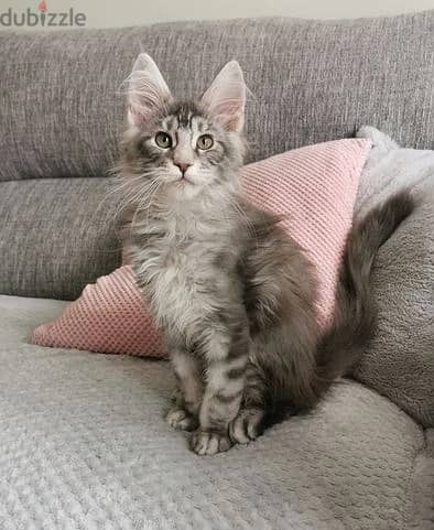 Whatsapp Me +972555074990 Maine Coon Cats 1