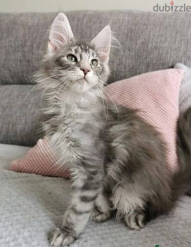 Whatsapp Me +972555074990 Maine Coon Cats 1