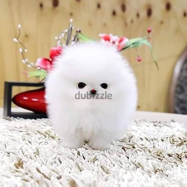 pomeranian puppies// whatsapp +971552543679 0